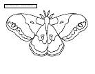 Cecropia Moth coloring #18, Download drawings