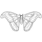 Cecropia Moth coloring #16, Download drawings