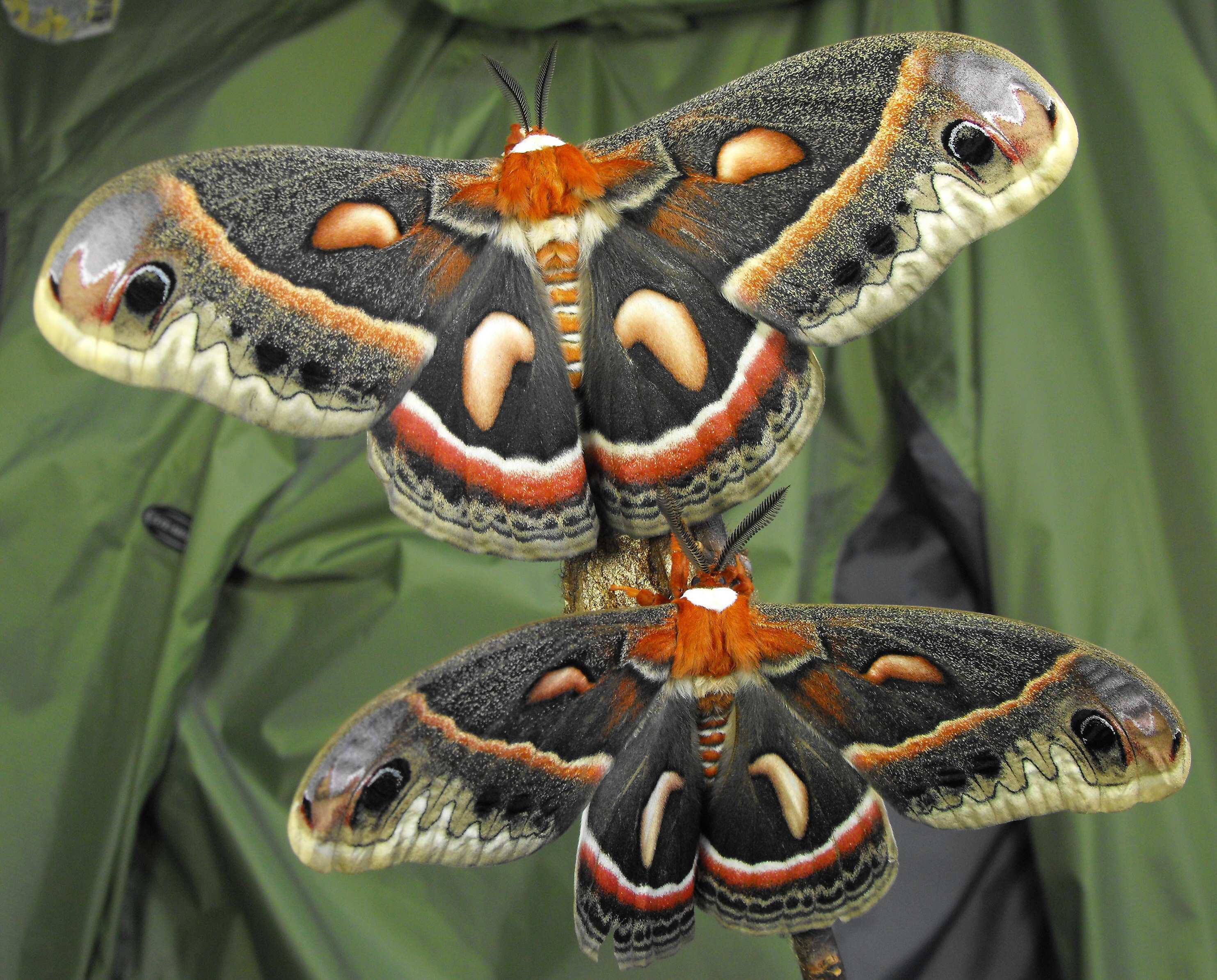 Cecropia Moth coloring #4, Download drawings