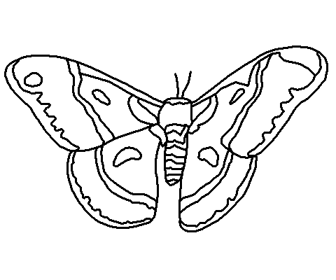 Cecropia Moth coloring #20, Download drawings