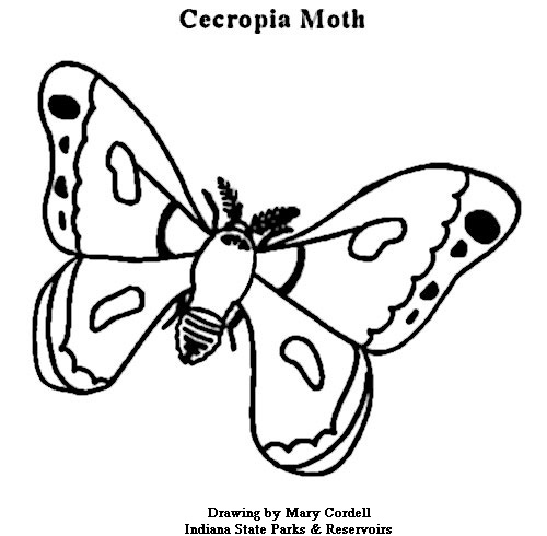 Cecropia Moth coloring #8, Download drawings