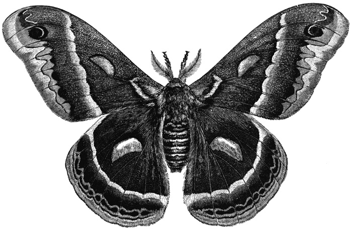 Cecropia Moth coloring #17, Download drawings