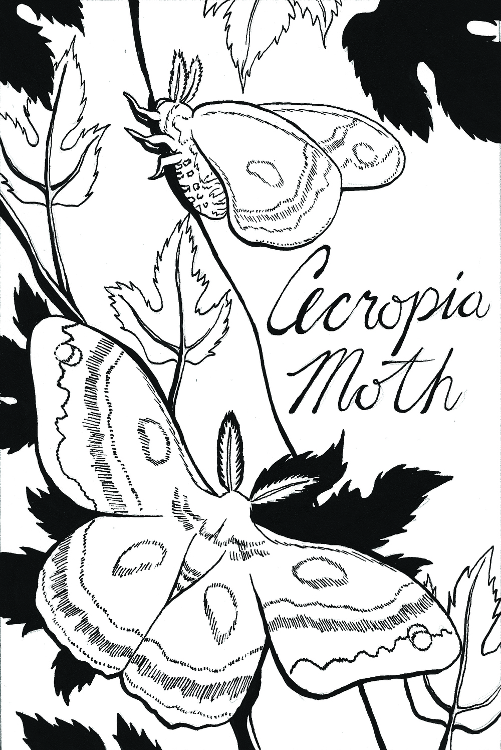 Cecropia Moth coloring #1, Download drawings
