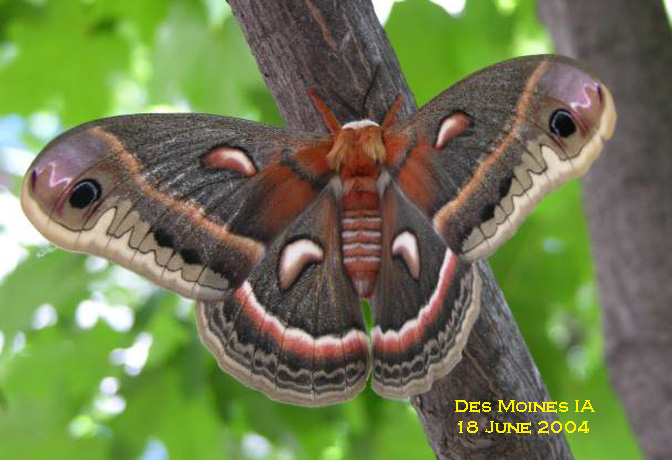 Cecropia Moth svg #5, Download drawings