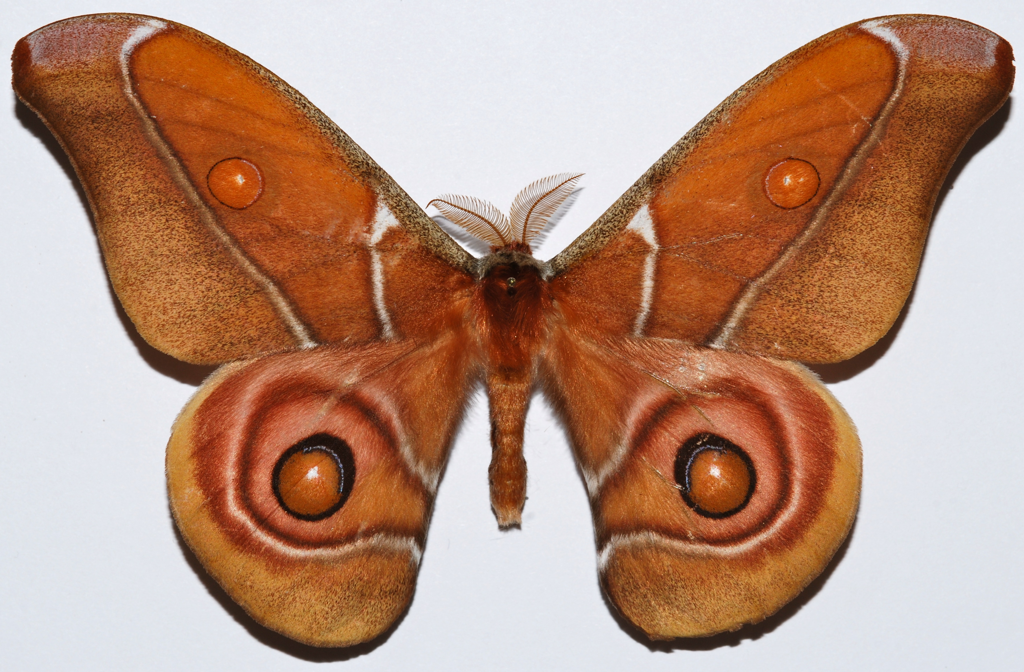 Cecropia Moth svg #12, Download drawings