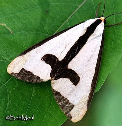 Cecropia Moth svg #10, Download drawings