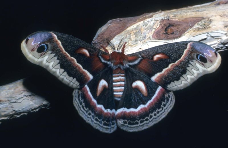 Cecropia Moth svg #9, Download drawings