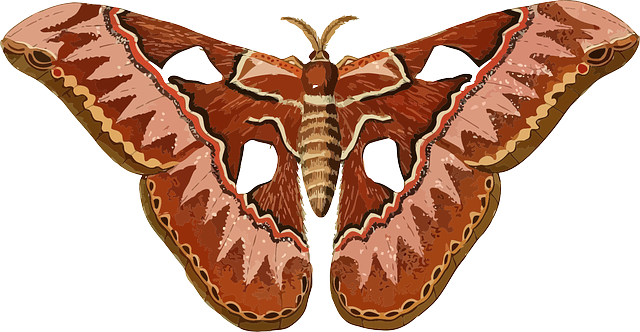 Cecropia Moth svg #7, Download drawings
