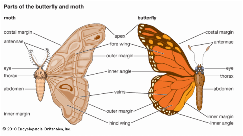 Cecropia Moth svg #18, Download drawings