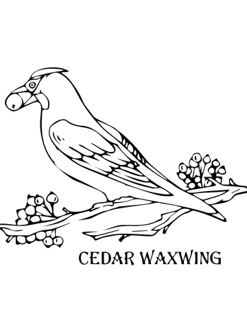 Cedar coloring #2, Download drawings