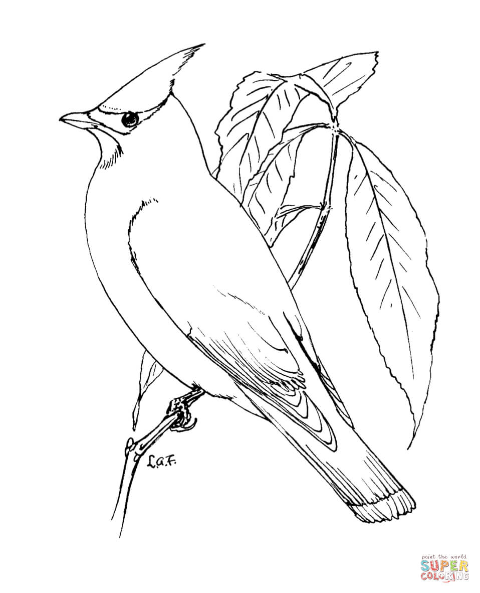 Waxwing coloring #18, Download drawings