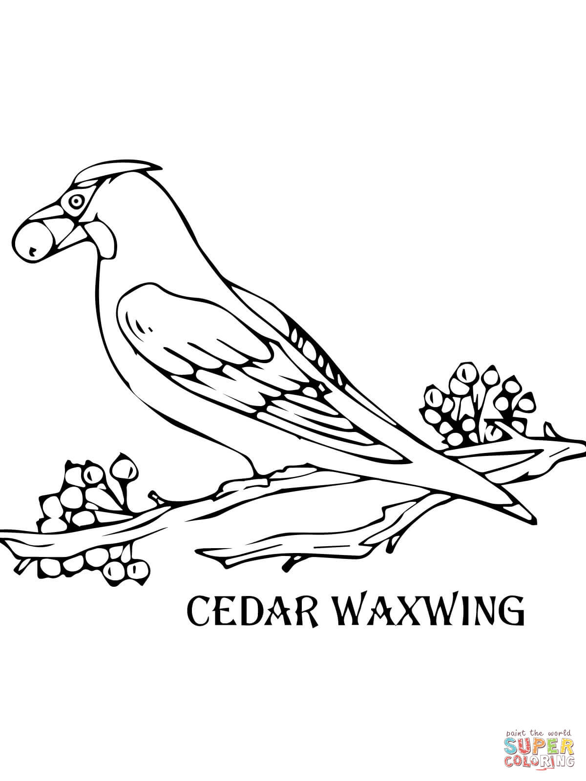 Waxwing coloring #17, Download drawings