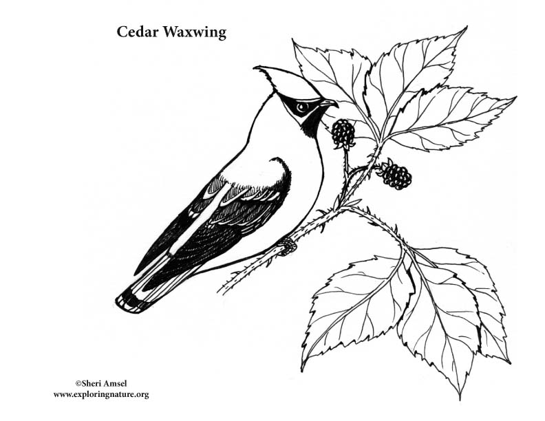 Waxwing coloring #20, Download drawings