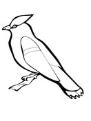 Waxwing coloring #15, Download drawings