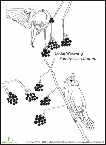 Cedar Waxwing coloring #2, Download drawings