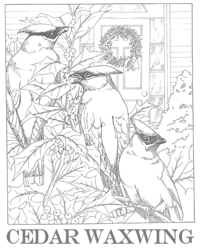 Waxwing coloring #7, Download drawings