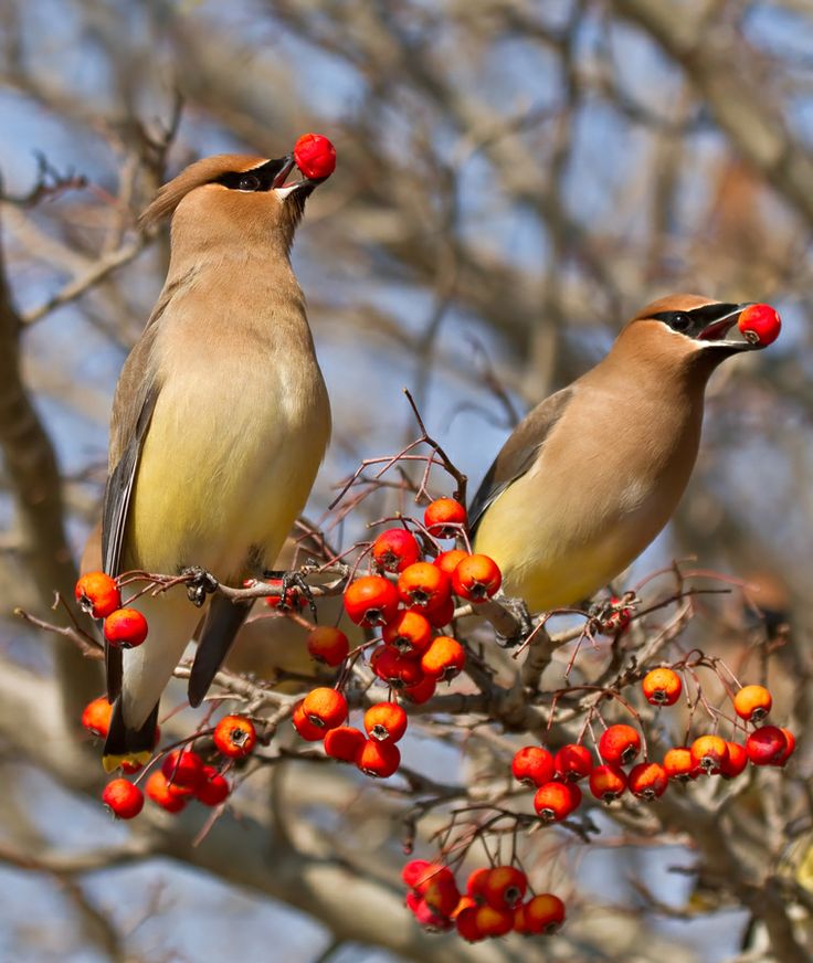 Waxwing svg #10, Download drawings