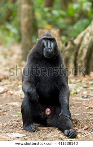 Celebes Crested Macaque clipart #9, Download drawings
