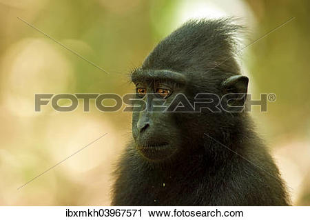 Celebes Crested Macaque clipart #19, Download drawings
