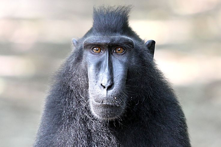 Celebes Crested Macaque clipart #13, Download drawings