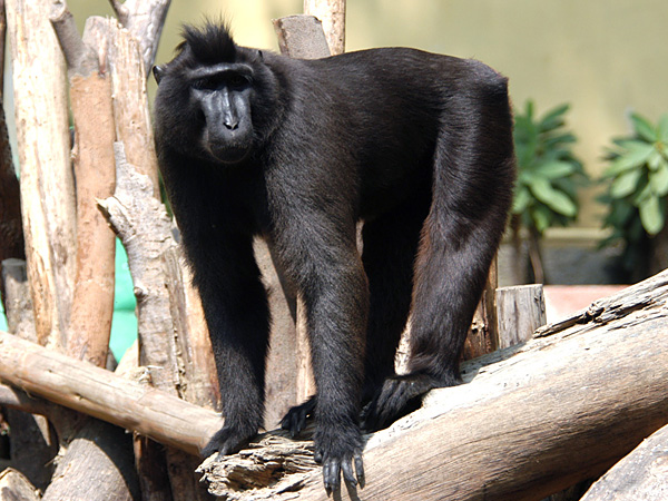Celebes Crested Macaque svg #17, Download drawings