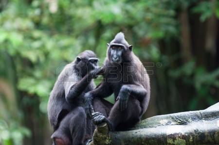 Celebes Crested Macaque coloring #10, Download drawings