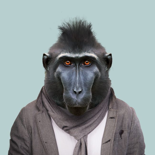 Celebes Crested Macaque svg #15, Download drawings