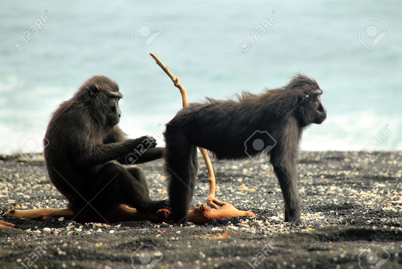 Celebes Crested Macaque svg #12, Download drawings