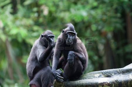 Celebes Crested Macaque coloring #8, Download drawings