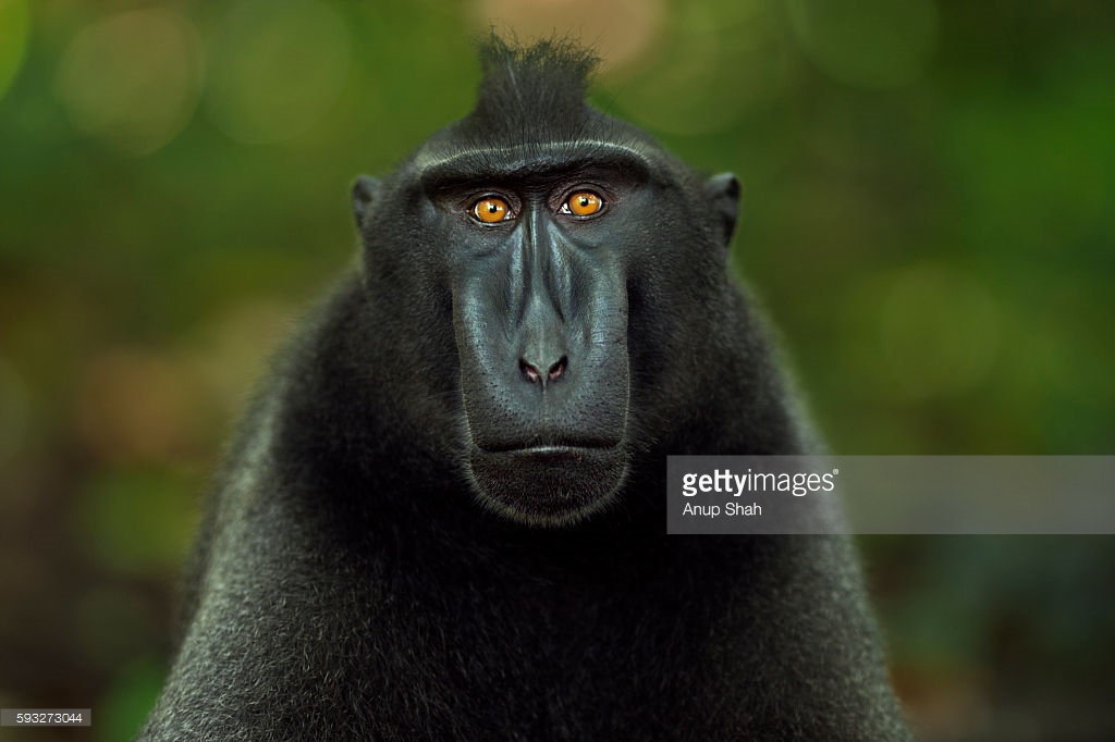 Celebes Crested Macaque coloring #2, Download drawings