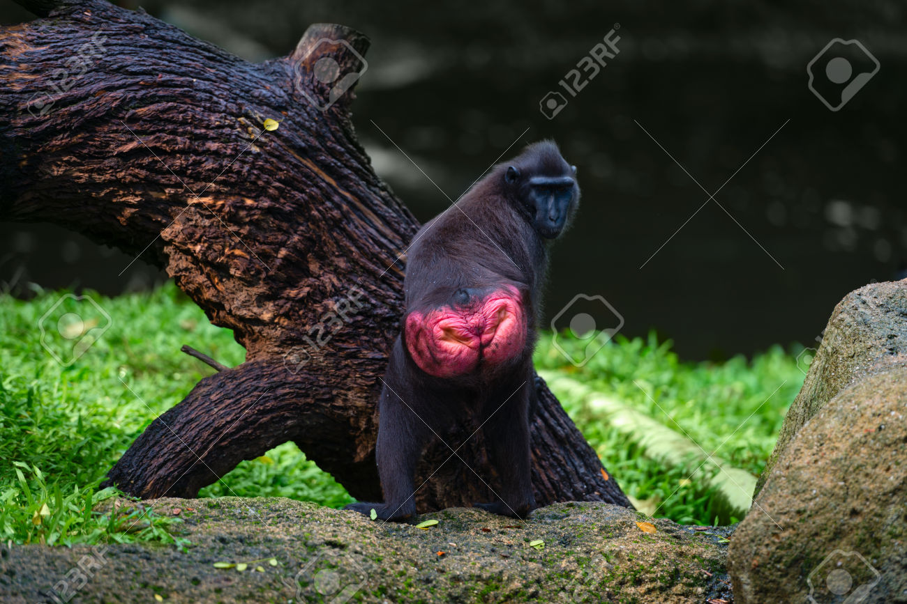 Celebes Crested Macaque coloring #1, Download drawings