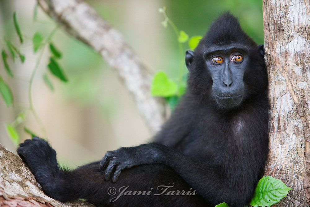 Celebes Crested Macaque coloring #17, Download drawings