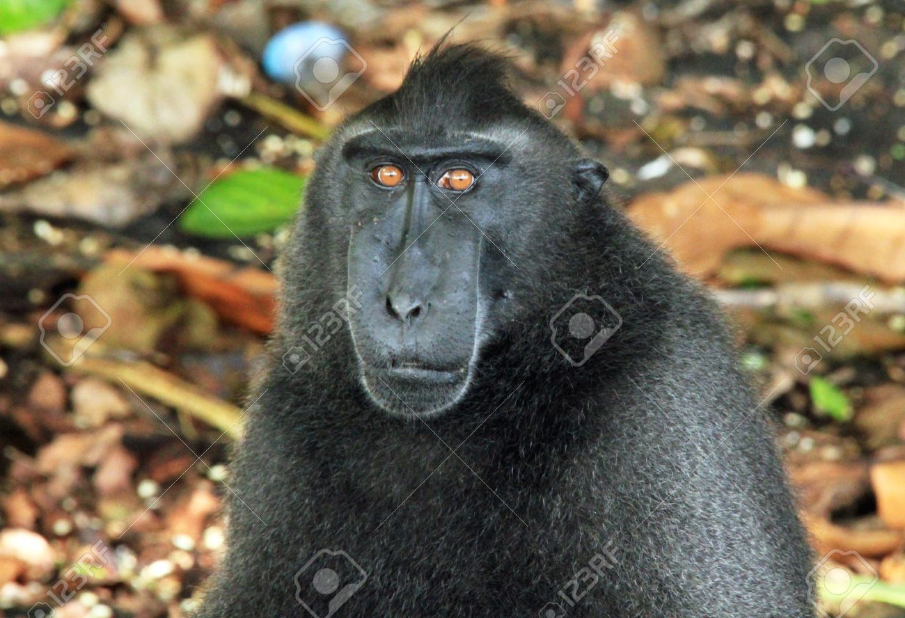 Celebes Crested Macaque svg #20, Download drawings