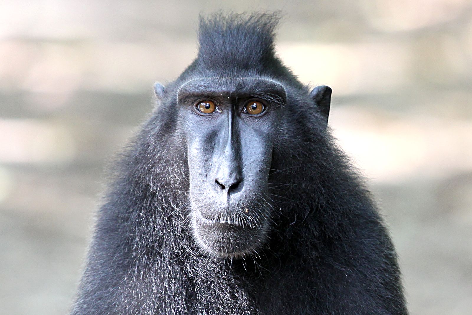 Celebes Crested Macaque svg #5, Download drawings
