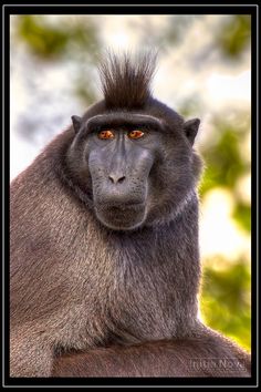 Celebes Crested Macaque svg #4, Download drawings