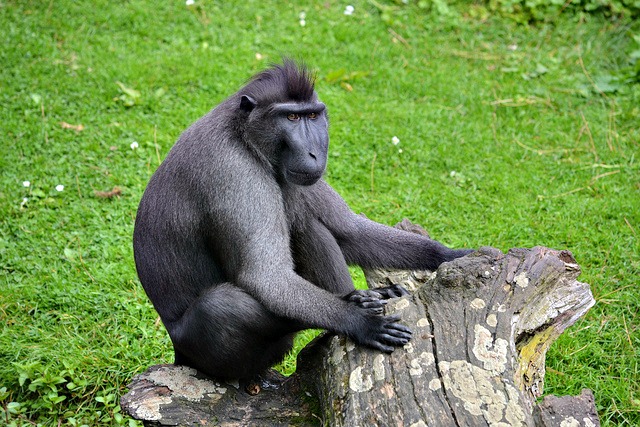 Celebes Crested Macaque svg #19, Download drawings
