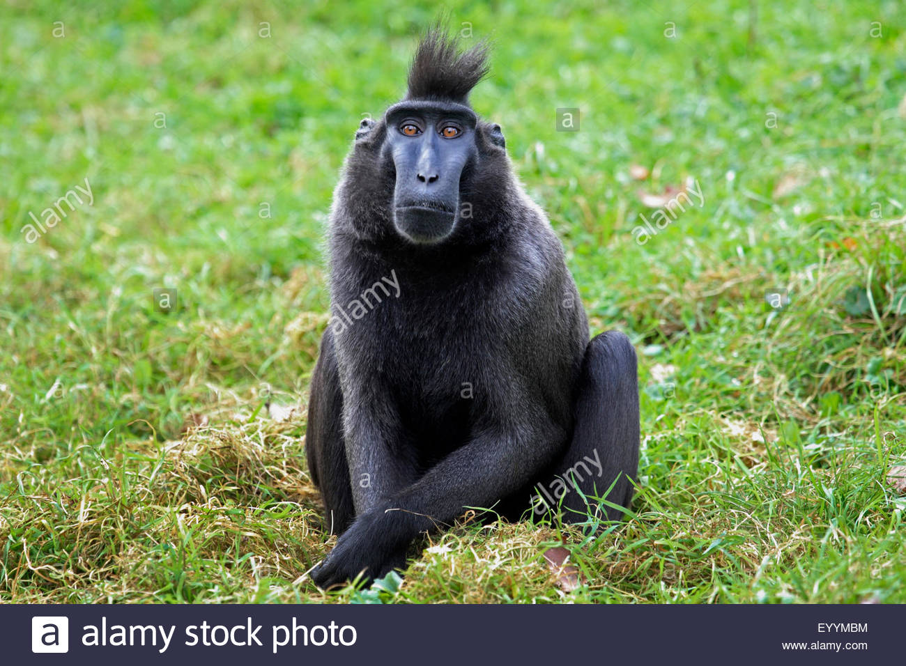 Celebes Crested Macaque svg #10, Download drawings