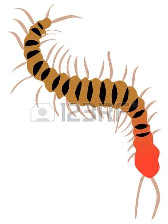 Centipede clipart #16, Download drawings