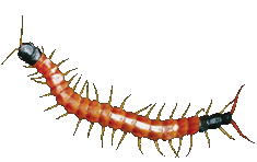 Centipede clipart #18, Download drawings