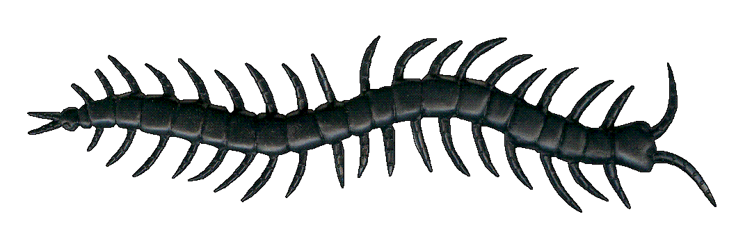 Centipede clipart #9, Download drawings