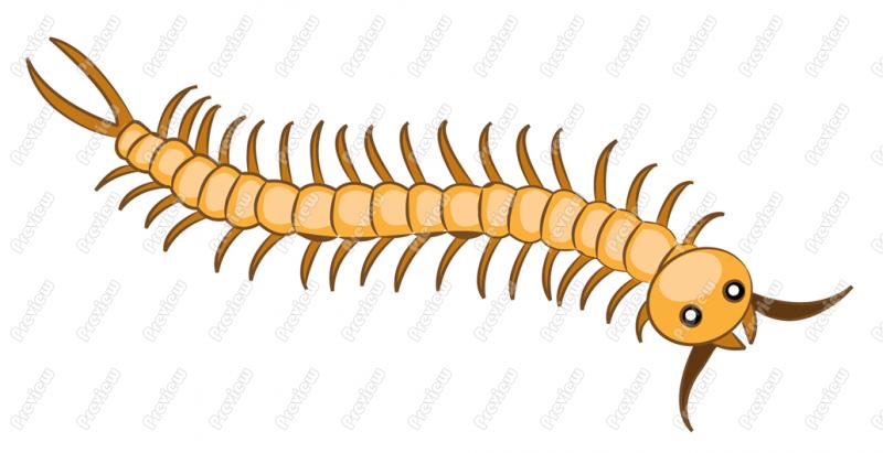 Centipede clipart #19, Download drawings