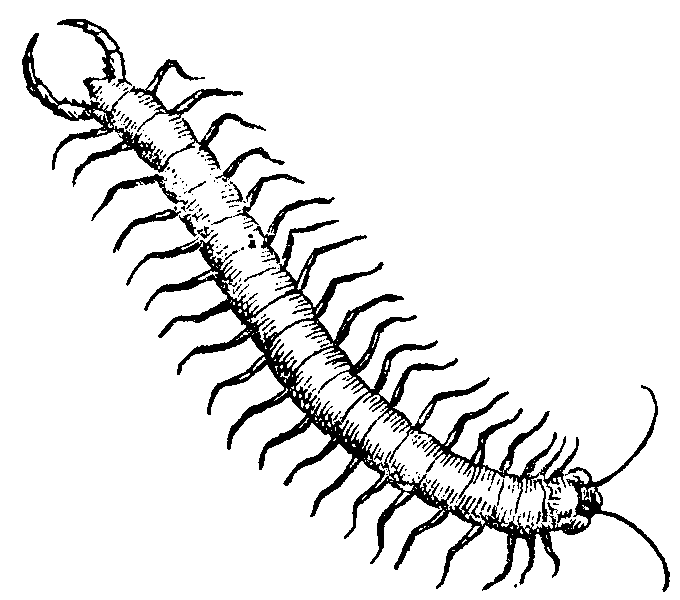 Centipede clipart #14, Download drawings