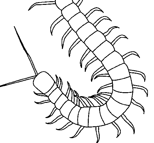 Centipede coloring #14, Download drawings