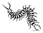 Centipede coloring #11, Download drawings