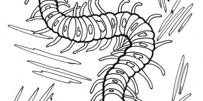 Centipede coloring #17, Download drawings