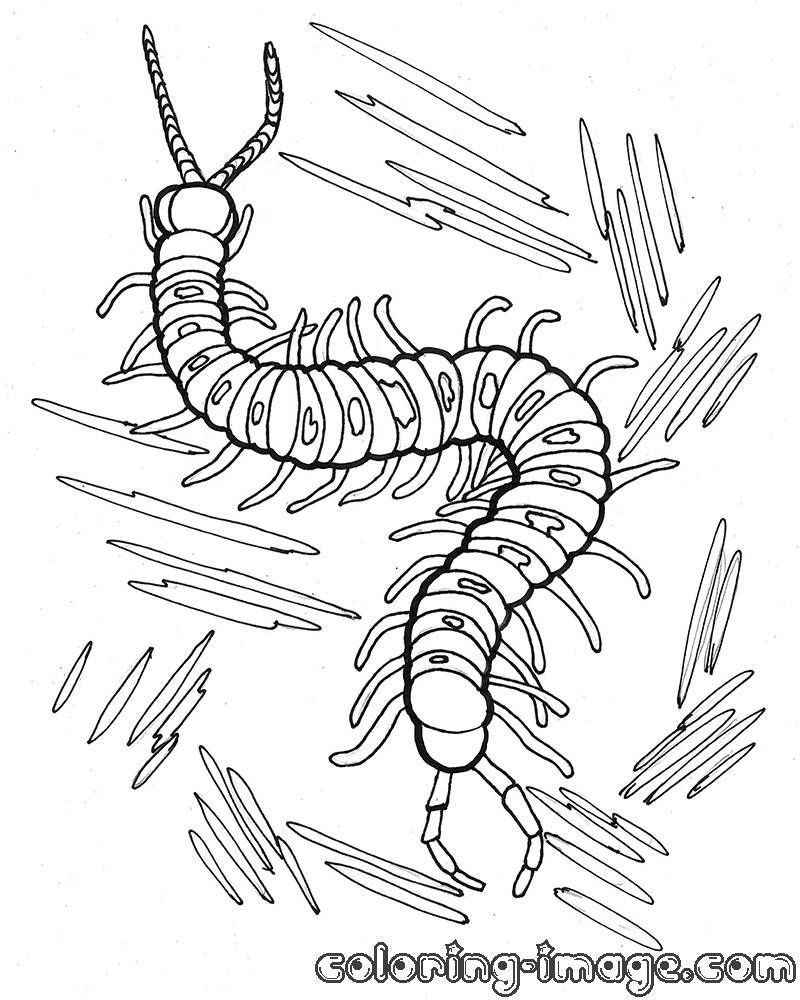 Centipede coloring #19, Download drawings