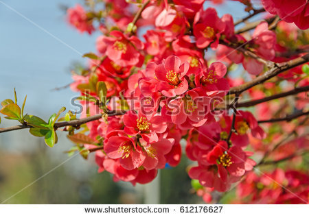 Chaenomeles Japonica clipart #8, Download drawings
