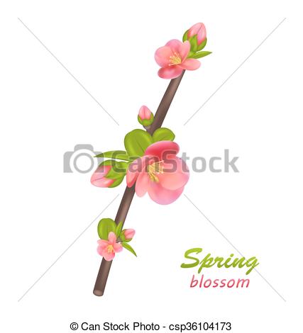 Chaenomeles Japonica clipart #20, Download drawings