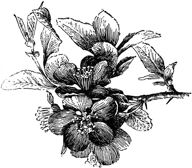 Chaenomeles Japonica clipart #4, Download drawings