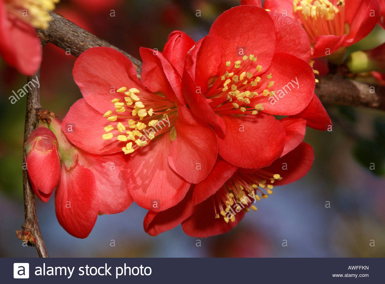 Chaenomeles Japonica svg #6, Download drawings